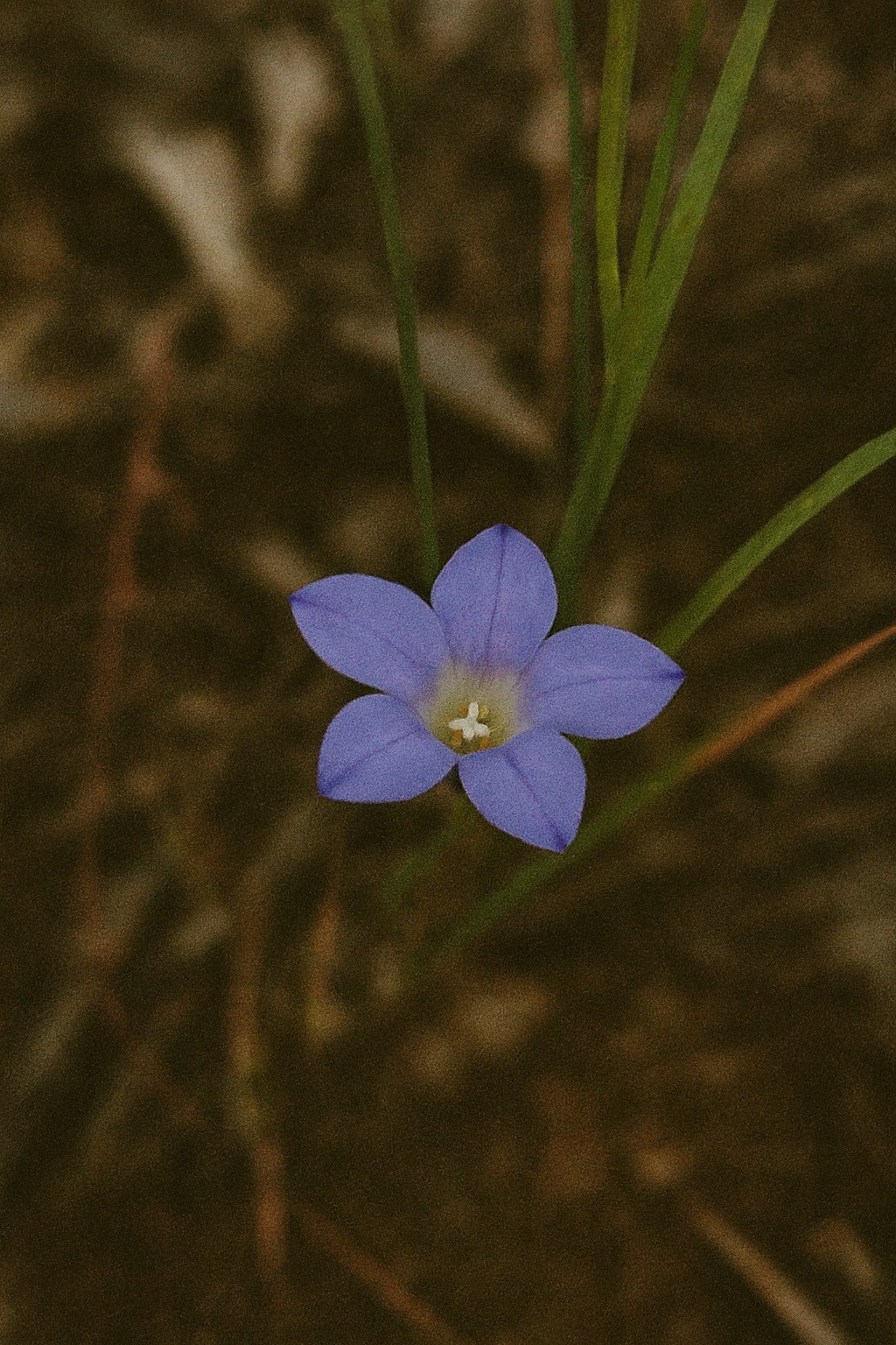Australian Bluebell